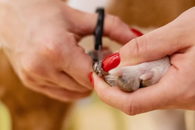 nail clipping, pet grooming, pet salon, nature, animal, groomer, pet care. The best pet grooming equipment brands, judged on use