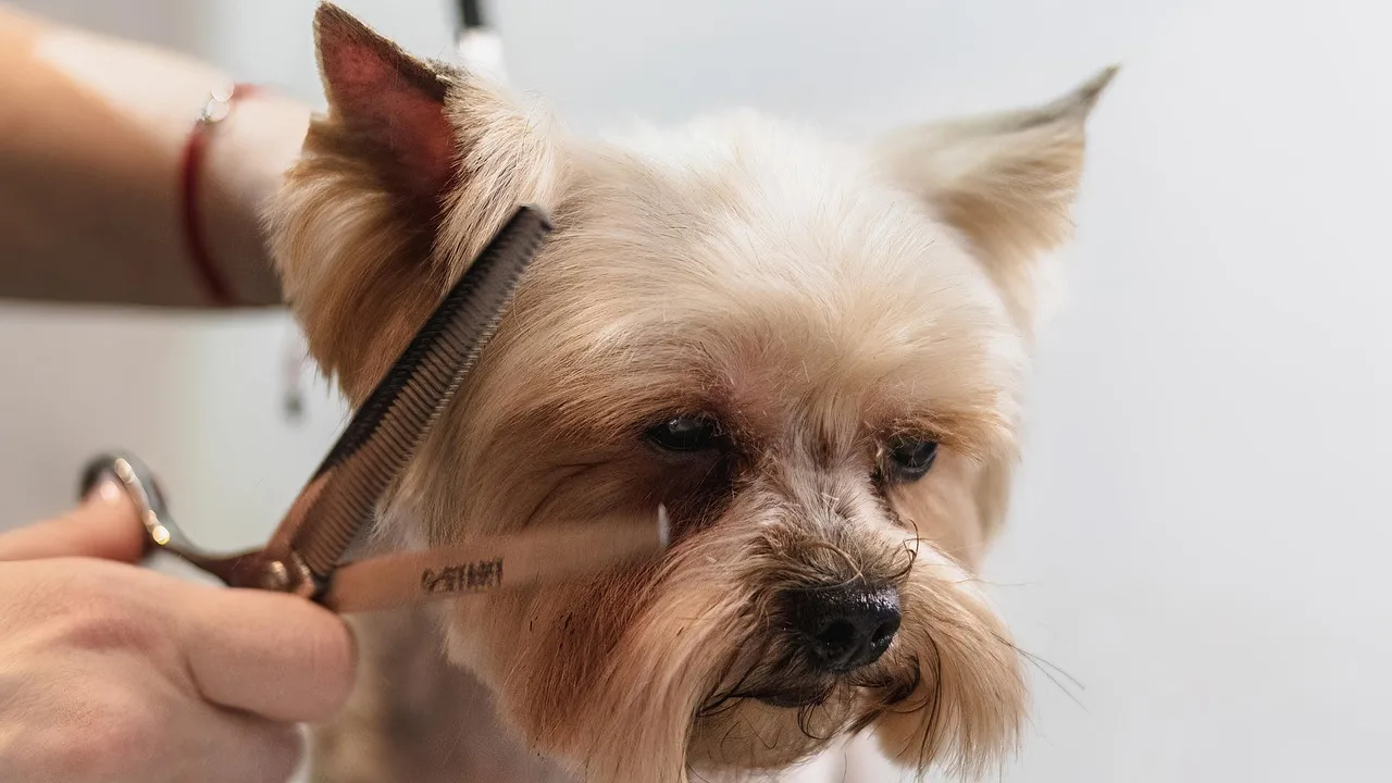 dog, grooming, professional, haircut, animal, pet care, nature, pet, canine, dog haircut, domestic animal. Pet grooming service package archetypes by coat family and station