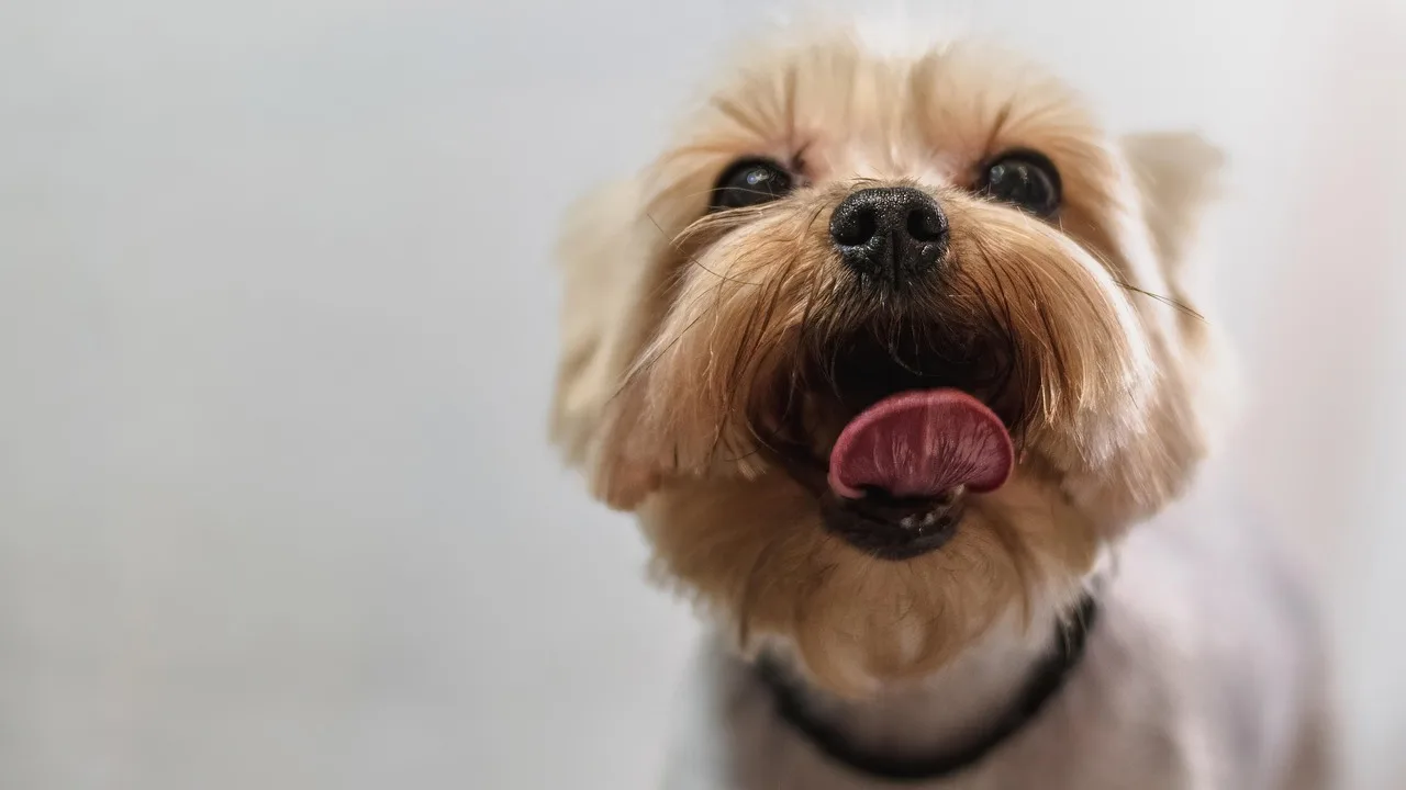 dog, nature, grooming, professional, haircut, animal, pet care, pet, canine, dog haircut, domestic animal. Pet grooming salons worth watching: how the shortlist was built