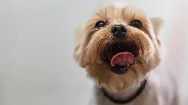 dog, nature, grooming, professional, haircut, animal, pet care, pet, canine, dog haircut, domestic animal. Pet grooming salons worth watching: how the shortlist was built
