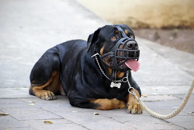 muzzle, halter, rottweiler, dog muzzle, aggressive, calmed down, appeased, good behavior, dog training, happy dog, beautiful eyes, looking at you, muzzle, muzzle, rottweiler, rottweiler, rottweiler, rottweiler, rottweiler, dog muzzle, dog muzzle, dog training, dog training, dog training, dog training. Aggressive Dog Grooming Protocol: Steps to Avoid Bites
