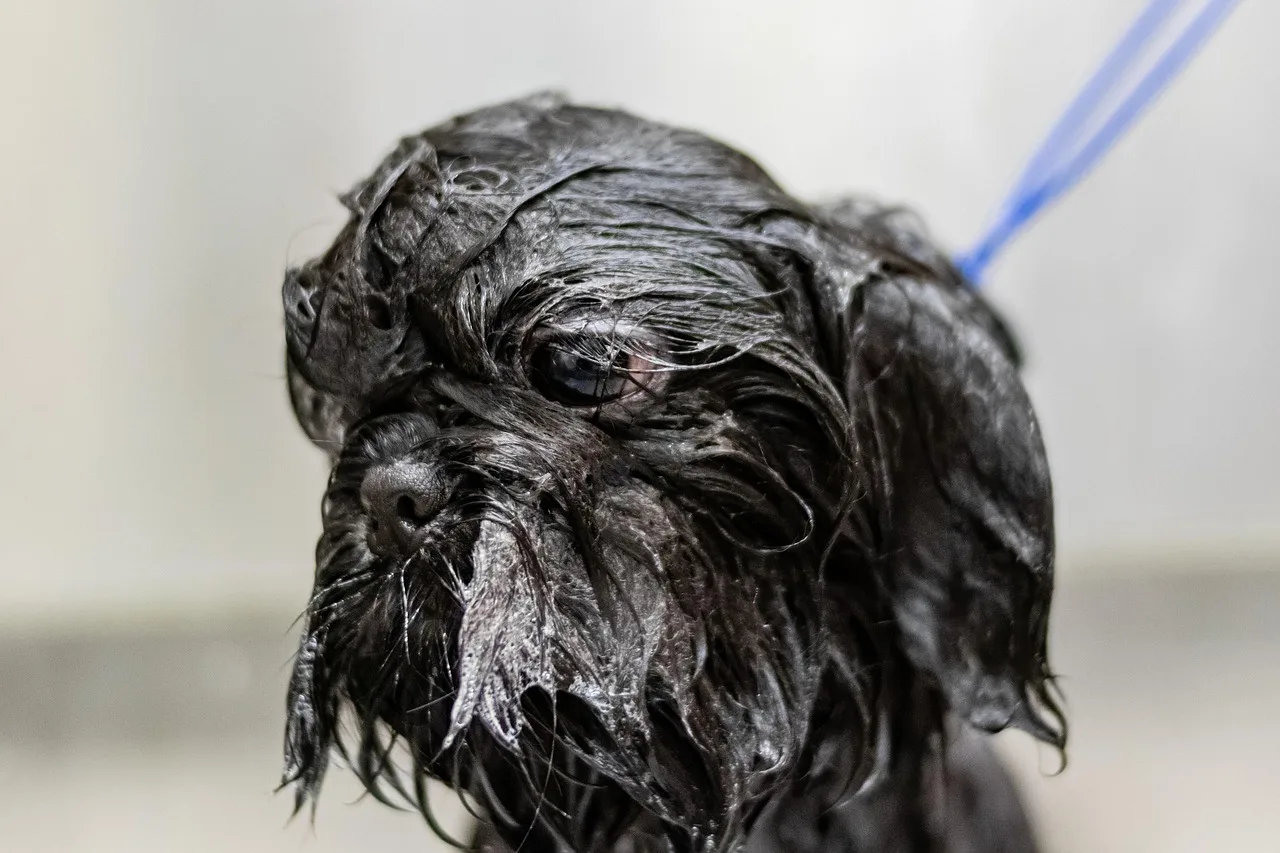 grooming, pet, dog, pet care, animal, canine, pet salon, puppy. Markets for pet grooming: assess a salon location