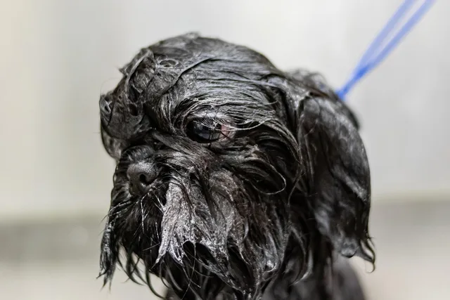 grooming, pet, dog, pet care, animal, canine, pet salon, puppy. Markets for pet grooming: assess a salon location