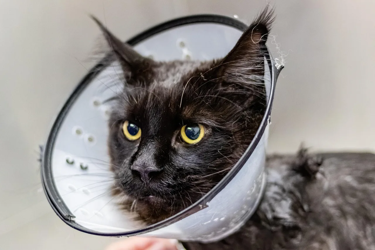 grooming, cat, nature, sick cat, pet, pet salon, animal, pet care. How to test pet grooming software for a salon