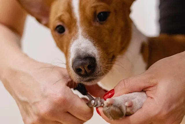 nail clipping, pet grooming, dog, pet salon, nature, pet, animal, groomer, pet care, canine. Cross-border considerations for Canadian clients at US grooming salons
