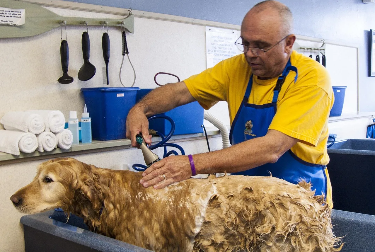 dog bath, resigned, wet, soapy, grooming, animal, canine, companion, lather, dog bath, dog bath, dog bath, dog bath, dog bath. Groomer guide: Chicago salon compliance and records