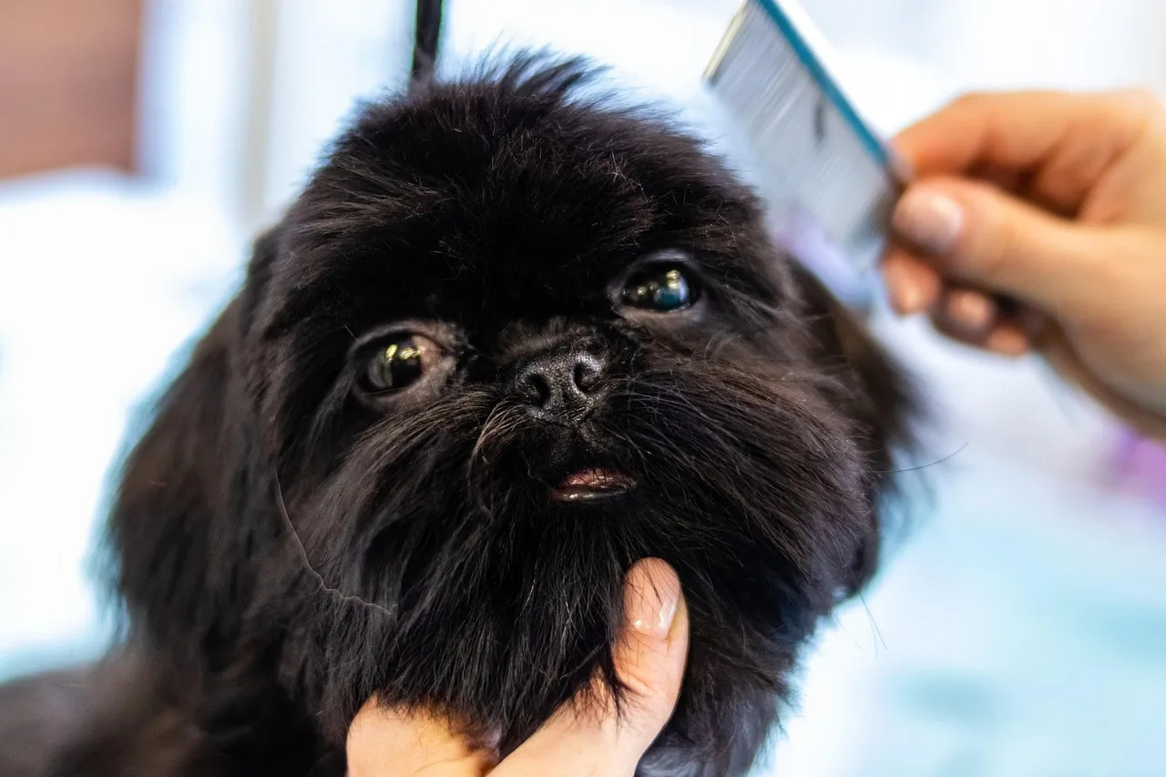 grooming, pet, dog, pet care, animal, canine, pet salon, puppy. Dog Grooming No Show Policy: Forms, Consent, and Records
