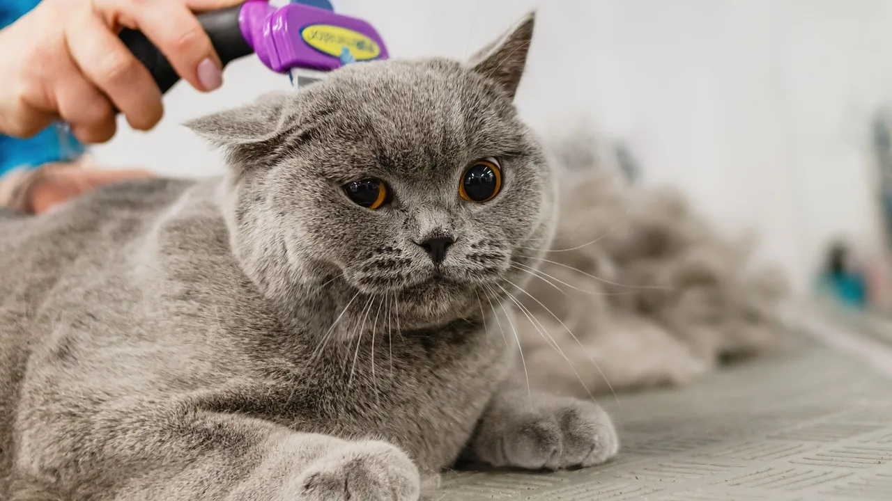 cat, feline, grooming, pet, hair, purebred, hand, young, hairstyle, fur, animal, domestic, cut, professional, beauty, groomer, haircut, white, care, adorable, comb, mammal, tool, funny, nature, fluffy. Grooming Salon Sanitation Schedule by Interval for Teams