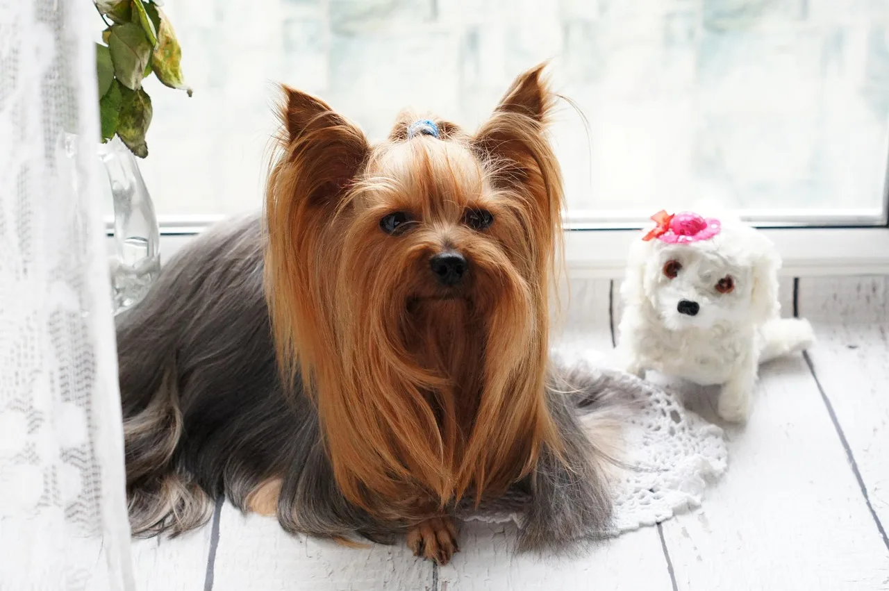 york, dog, yorkie, puppy, terrier, portrait, charming, companion, pet, animal, nature, animals, yorkshire, grooming, breed, eyes, funny. Quality control in a pet grooming business: how owners check the work
