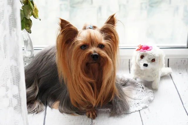 york, dog, yorkie, puppy, terrier, portrait, charming, companion, pet, animal, nature, animals, yorkshire, grooming, breed, eyes, funny. Quality control in a pet grooming business: how owners check the work