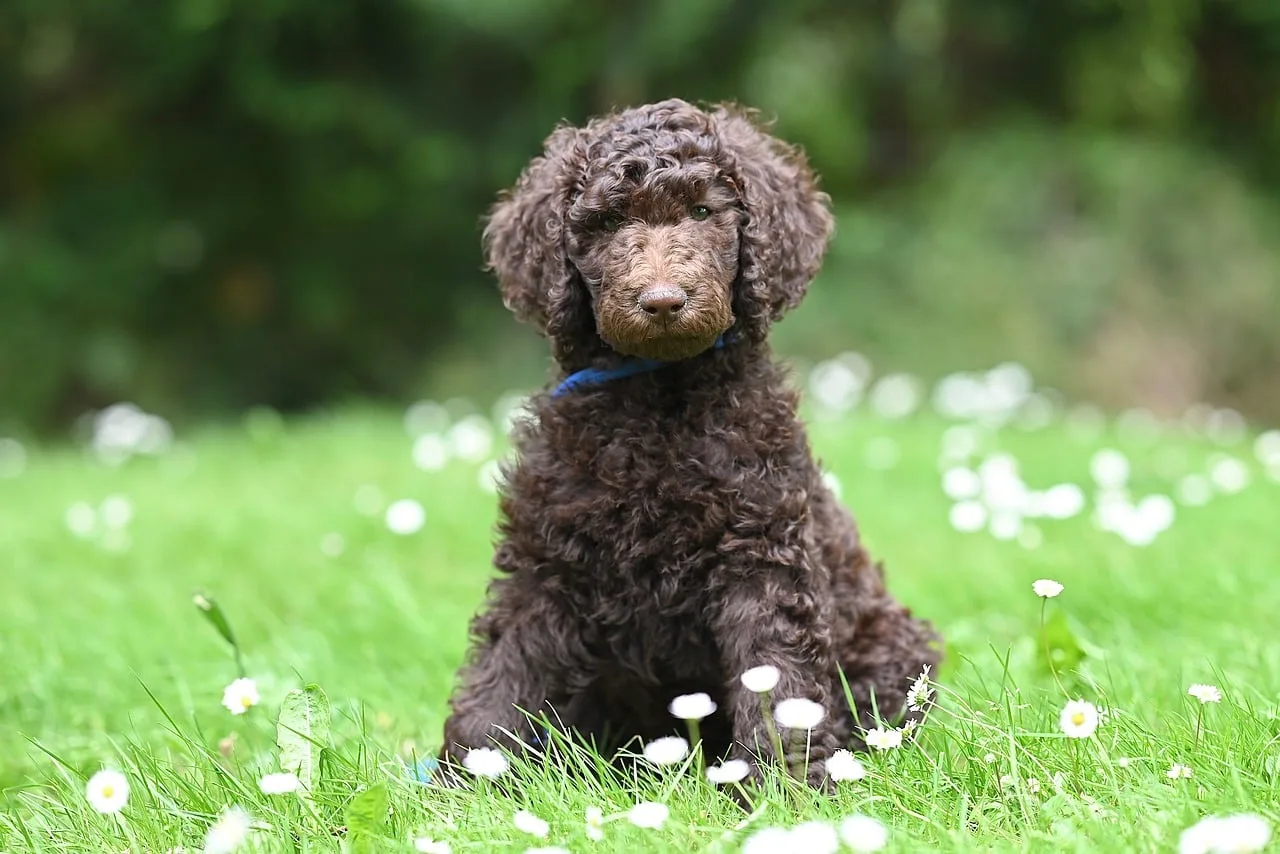 royal poodle aurelio, puppy, brown poodle, dog, animal, pet, poodle, nature, canine. Pet grooming hiring: the reliability test