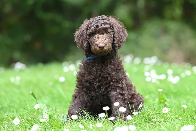 royal poodle aurelio, puppy, brown poodle, dog, animal, pet, poodle, nature, canine. Pet grooming hiring: the reliability test