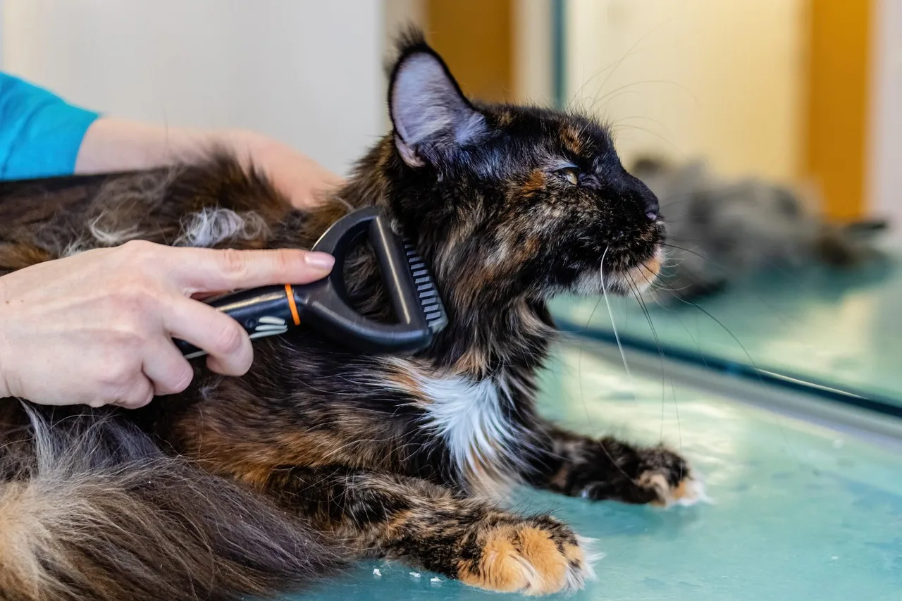 pet, cat, grooming, fur, nature, animal, care, mammal. Service packages for a pet grooming business, tiered