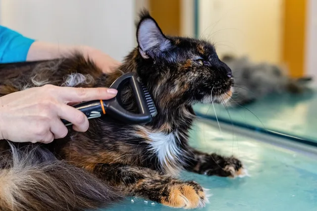 pet, cat, grooming, fur, nature, animal, care, mammal. Service packages for a pet grooming business, tiered