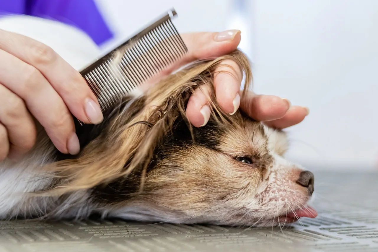 grooming, pet, salon, dog, hair, purebred, young, hairstyle, fur, animal, domestic, cut, professional, beauty, groomer, puppy, care, comb, tool, fluffy, hairdresser, trimmer, hairbrush, barber, indoors. How to price grooming services in Los Angeles, Houston, and Miami