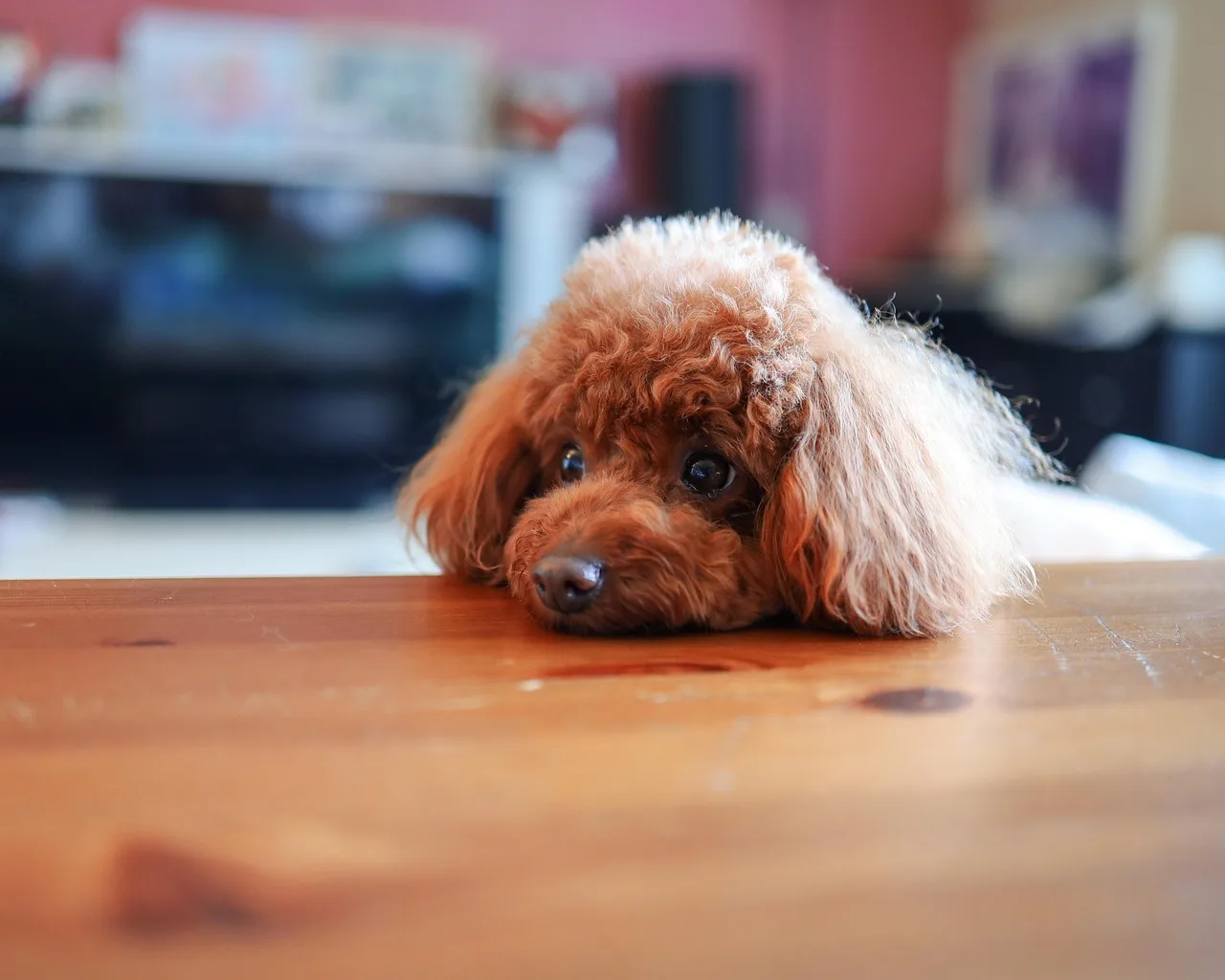 dog, poodle, pet, table, animal, domestic dog, canine, mammal, cute, nature, adorable, portrait. Pet grooming scheduling: time your grooms, count your dryers