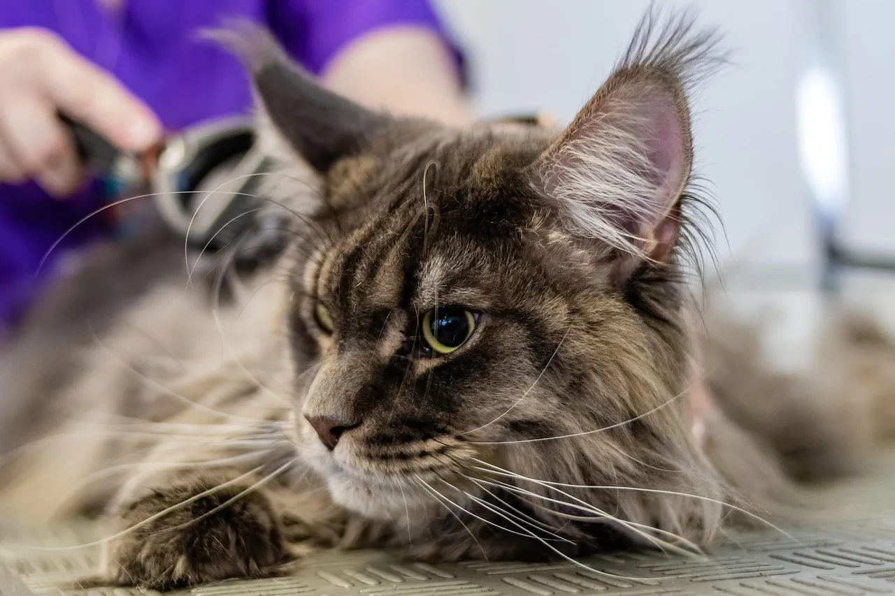 grooming, pet, salon, hair, purebred, young, hairstyle, fur, animal, nature, domestic, cut, professional, beauty, groomer, care, comb, tool, fluffy, hairdresser, trimmer, hairbrush, barber, indoors, looking, head. How to start pet grooming business: five phases