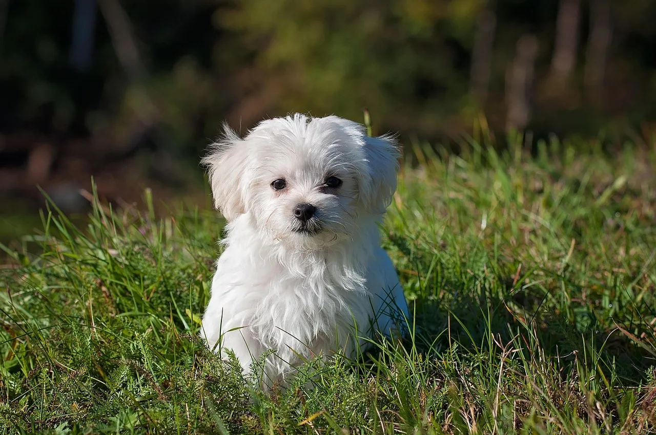 maltese, dog, puppy, small dog, white dog, young, pet, nature, animal, young dog, domestic dog, canine, mammal, cute, adorable, meadow, outdoors, portrait, animal portrait. Pet grooming customer acquisition starts with capacity