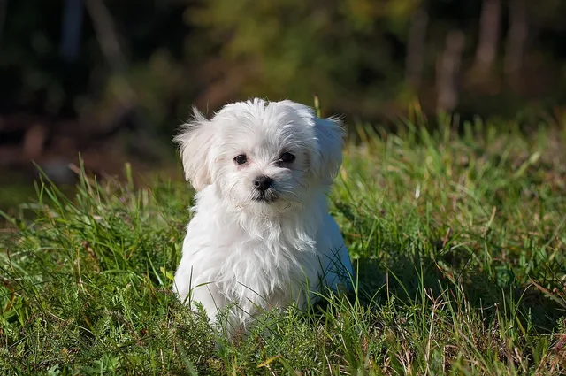 maltese, dog, puppy, small dog, white dog, young, pet, nature, animal, young dog, domestic dog, canine, mammal, cute, adorable, meadow, outdoors, portrait, animal portrait. Pet grooming customer acquisition starts with capacity