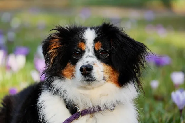 australian shepherd, dog, animal, pet, nature, herding dog, good-natured, protective, female dog, purebred dog, animal portrait, dog head, eyes, dog look, snout, domestic animal, creature. Marketing to US pet owners, regional differences from the South to the West Coast