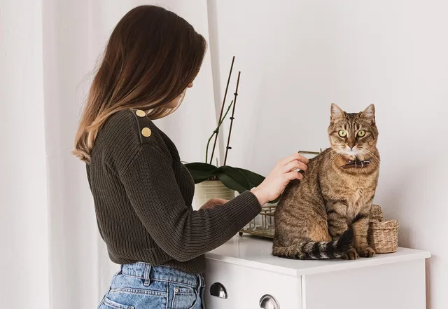 cat, woman, nature, pet grooming, feline, animal, pet. Mobile Pet Grooming Regulations Canada: Ontario, BC, AB