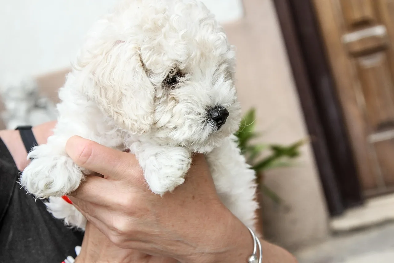 dog, puppy, animal, cute, dogs, adorable, doggy, search, labrador, grooming, pug, sad, pet, happy, young, fun, nature, little ones. How to rank pet grooming services by contribution per table hour