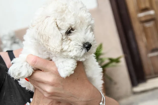dog, puppy, animal, cute, dogs, adorable, doggy, search, labrador, grooming, pug, sad, pet, happy, young, fun, nature, little ones. How to rank pet grooming services by contribution per table hour