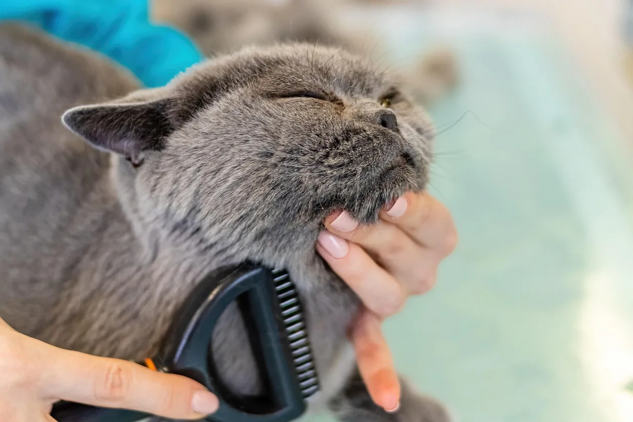 cat, grooming, pet, fur, nature, animal, care, feline. New vs used pet grooming equipment, priced out