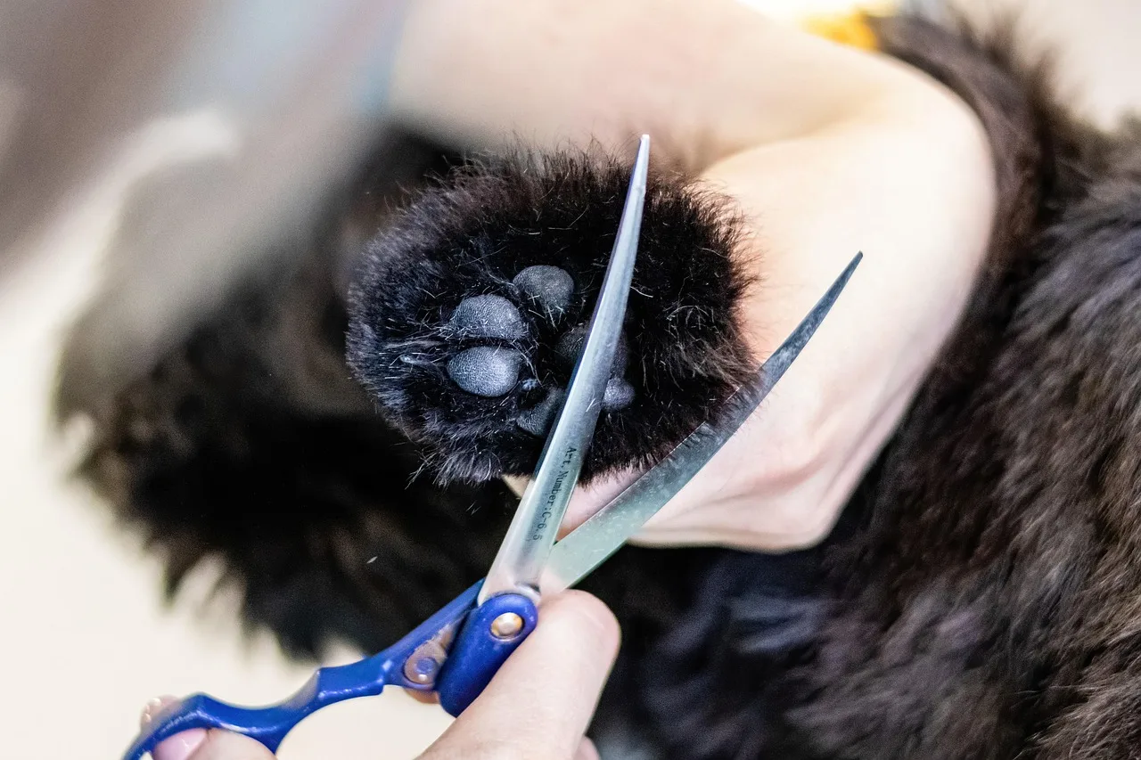 grooming, pet, dog, pet care, canine, pet salon, animal, puppy. Pet grooming bookkeeping: what to record per appointment