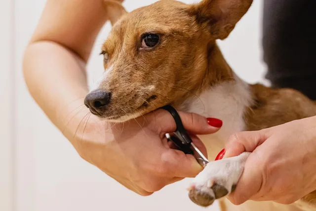 nail clipping, pet grooming, pet, dog, pet salon, animal, groomer, pet care, nature, canine. The sections of a pet grooming business plan and the records behind them