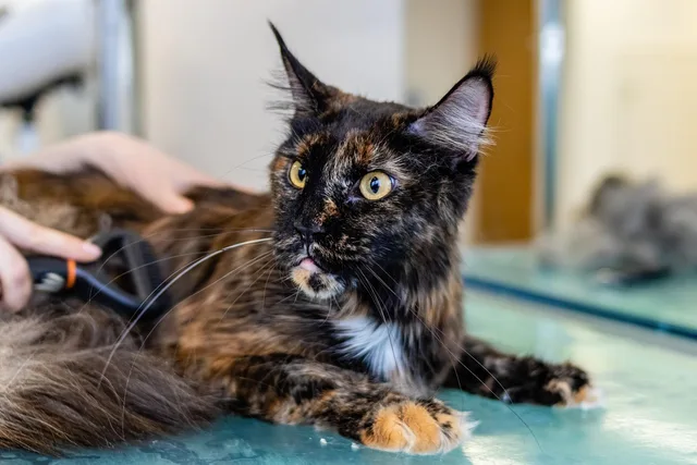 grooming, cat, pet care, pet, animal, feline, pet salon, kitten. How to Write a Pet Grooming Client Intake Form