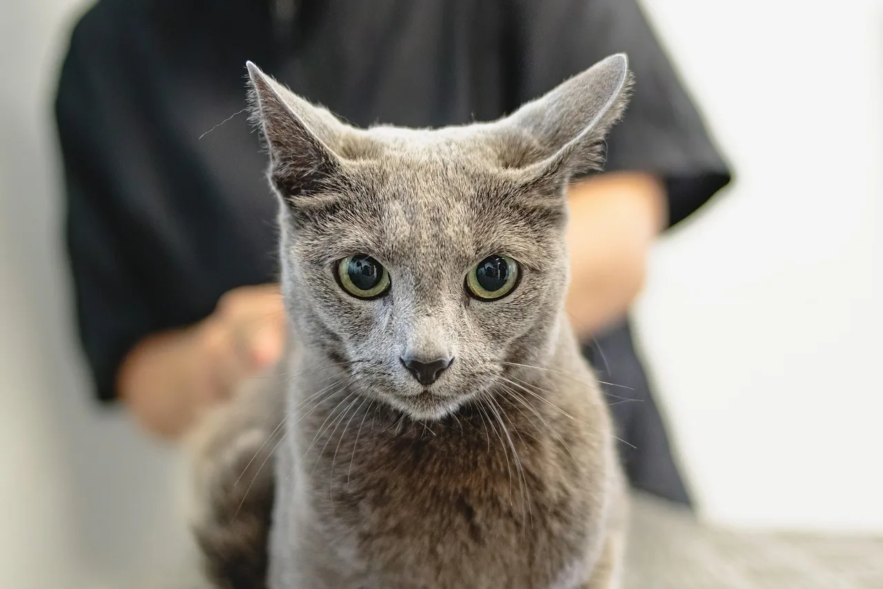 grooming, animal, cat, pet care, pet, feline, pet salon, kitten. Pet Grooming Compliance Checklist: Questions to Document