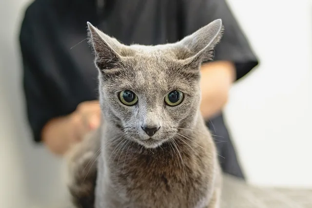 grooming, animal, cat, pet care, pet, feline, pet salon, kitten. Pet Grooming Compliance Checklist: Questions to Document