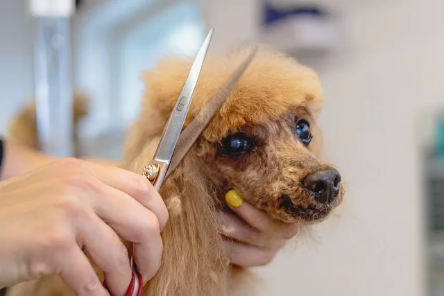 dog, grooming, pet, purebred, nature, fur, animal, groomer, haircut, puppy, care, mammal. Pet Grooming Employee Handbook: What It Is and Why US Salons Need One