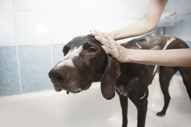 dog, shower, pet, grooming, clean, bath, animal, dog bath. Pet grooming staff training: sign-offs and records