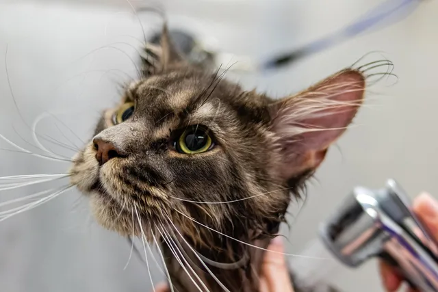 grooming, animal, pet, cat, pet care, feline, pet salon, kitten. 7 points worth checking on pet grooming equipment