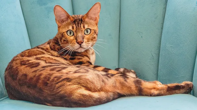 cat, grooming, hair, professional, service, pet, haircut, wide, format, animal, barber, bathing, beauty, brush, care, charm, clean, comb, domestic, drying, nature, fluffy, friendly, fur, furry. Expanding a pet grooming salon: find the bottleneck, then test the change