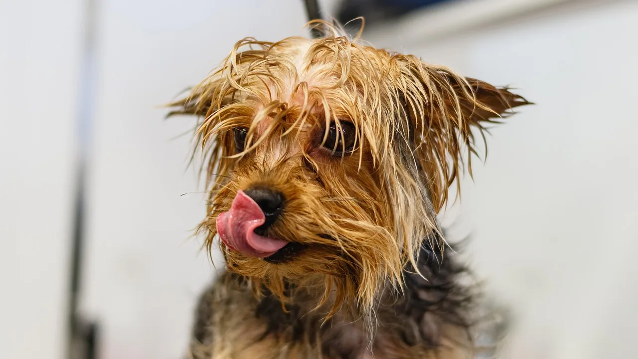 dog, pet, nature, grooming, salon, hair, purebred, hand, young, hairstyle, fur, animal, domestic, cut, professional, beauty, groomer, haircut, care, adorable, comb, mammal, tool, funny, fluffy. Pet grooming hiring: align job and training expectations