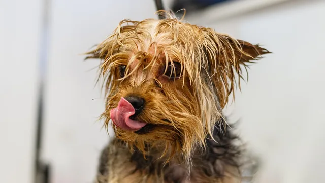 dog, pet, nature, grooming, salon, hair, purebred, hand, young, hairstyle, fur, animal, domestic, cut, professional, beauty, groomer, haircut, care, adorable, comb, mammal, tool, funny, fluffy. Pet grooming hiring: align job and training expectations
