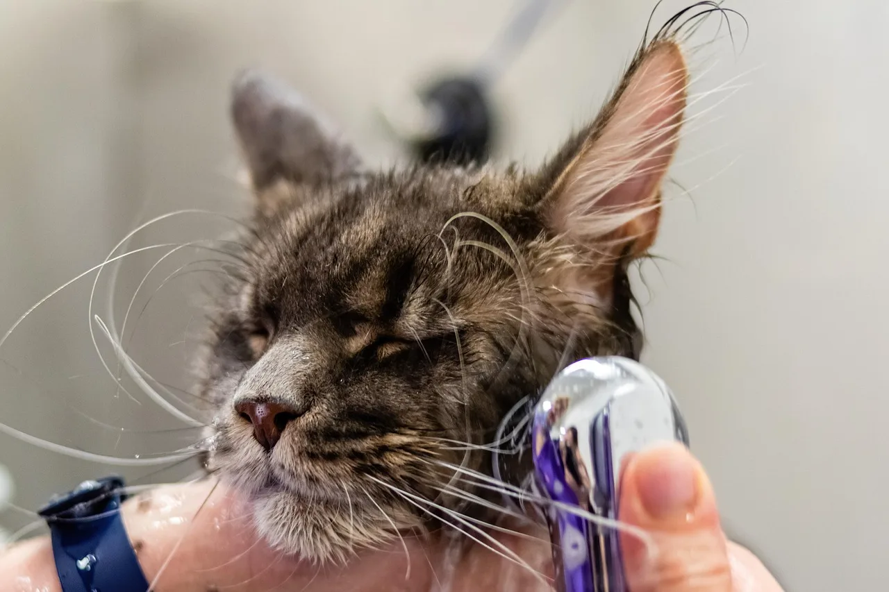 grooming, pet, cat, pet care, animal, feline, pet salon, kitten. The insurance a pet grooming business needs, and the cost of it