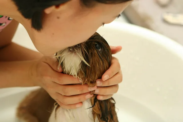 dog, puppy, bath, water, person, girl, animal, nature, friendship, kiss, pet. The monthly numbers a pet grooming business owner should watch