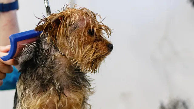 dog, pet, grooming, salon, hair, purebred, hand, young, hairstyle, nature, fur, animal, domestic, cut, professional, beauty, groomer, haircut, care, adorable, comb, mammal, tool, funny, fluffy. Pet Grooming Licensing Requirements: Who to Ask