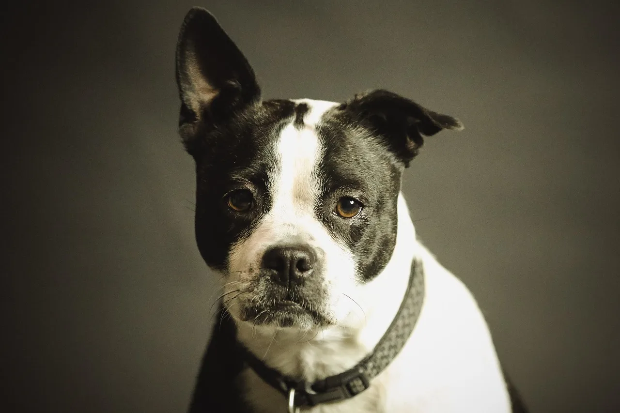 dog, pet, collar, dog collar, domestic, domestic dog, black and white dog, canine, portrait, dog portrait, mammal, nature, animal, purebred. Pet grooming marketing: a practical salon workflow