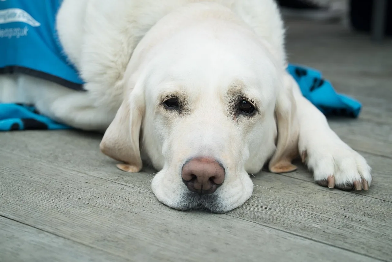 dog, cute, pet, canine, animal, nature, lab, labrador, healthcare, veterinary, breed, vet, friend, grooming, guide dog, doggo, pupper, dog nose, puppy eyes, gray dog, gray eye, gray puppy, gray lab, gray pets, gray healthcare. Pet grooming operations: finding where a bad day breaks