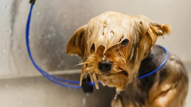 dog, nature, pet, grooming, salon, hair, purebred, hand, young, hairstyle, fur, animal, domestic, cut, professional, beauty, groomer, haircut, care, adorable, comb, mammal, tool, funny, fluffy. How much to pay pet grooming staff for 2027