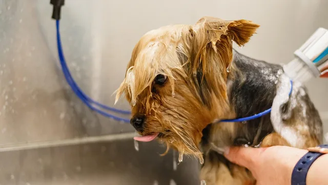 dog, pet, grooming, salon, hair, purebred, hand, young, hairstyle, fur, animal, domestic, cut, professional, beauty, nature, groomer, haircut, care, adorable, comb, mammal, tool, funny, fluffy. Pet Grooming Payroll: Turning Commission and Tips Into Clean Records