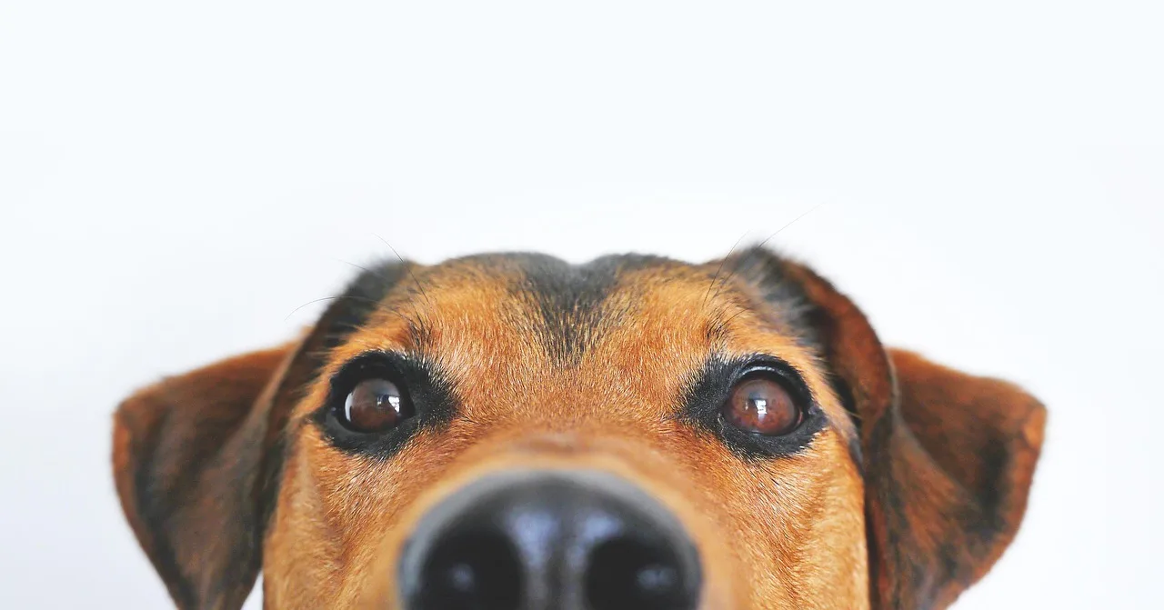 dog, view, cute, pet, animal portrait, eyes, snout, head, loyalty, shepherd dog, hybrid, mixed breed dog, appenzell mountain dog, dog eyes, brown eyes, face, portrait, nose, animal, brown, domestic animal. Pet Grooming Pricing: A Station-Time Cost Formula