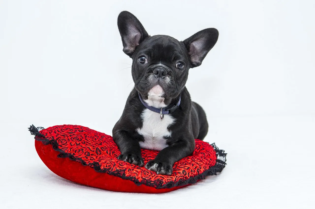 bulldog, dog, puppy, pet, black dog, animal, young dog, domestic dog, canine, nature, mammal, cute, adorable, portrait. Profit in a pet grooming business: margins, break-even and what moves them