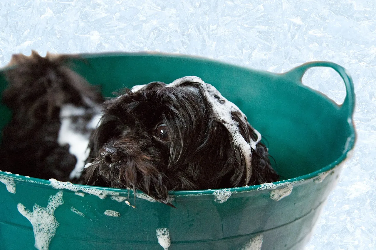 puppy, bath, foam, dog, animal, shampoo, canine, adorable, grooming, pet. Pet grooming quote template: how to re-quote at intake