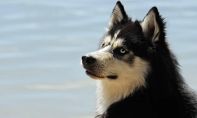 husky, malamute, dog, pet, canine, animal, fur, snout, mammal, dog portrait, animal world, dog breed, nature, husky, dog, dog, dog, dog, dog. Pet grooming SOP checklist for daily standards